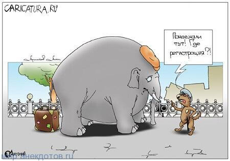 анекдот про слона
