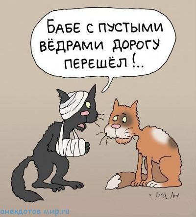 смешной до слез анекдот про котов