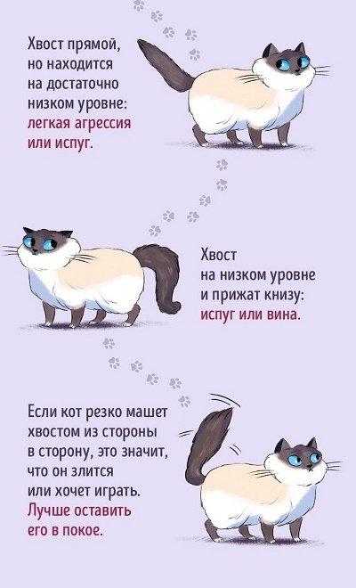 как найти общий язык с котом