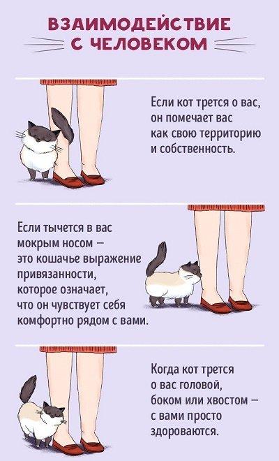 как найти общий язык с котом