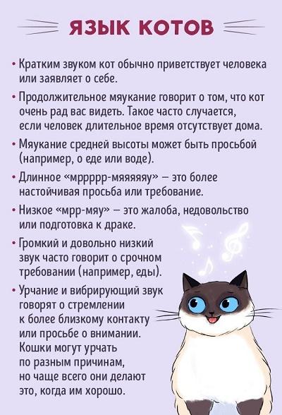 как найти общий язык с котом