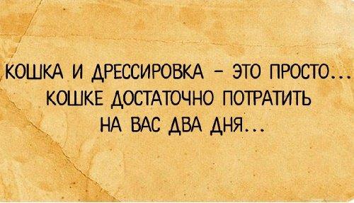 Подробнее о статье Прикольные афоризмы и высказывания