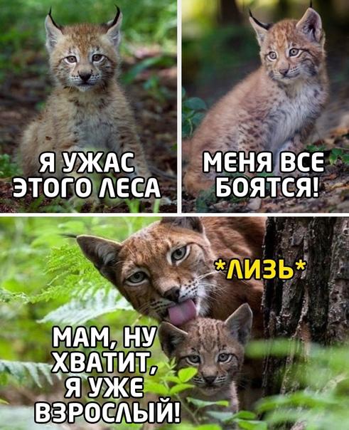 Смешные свежие мемы