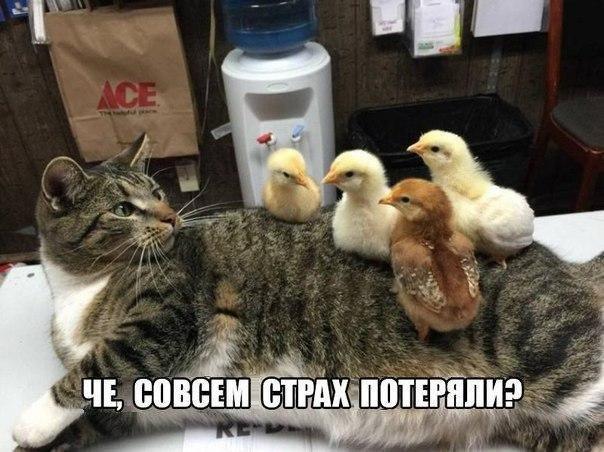 Мемы про котов