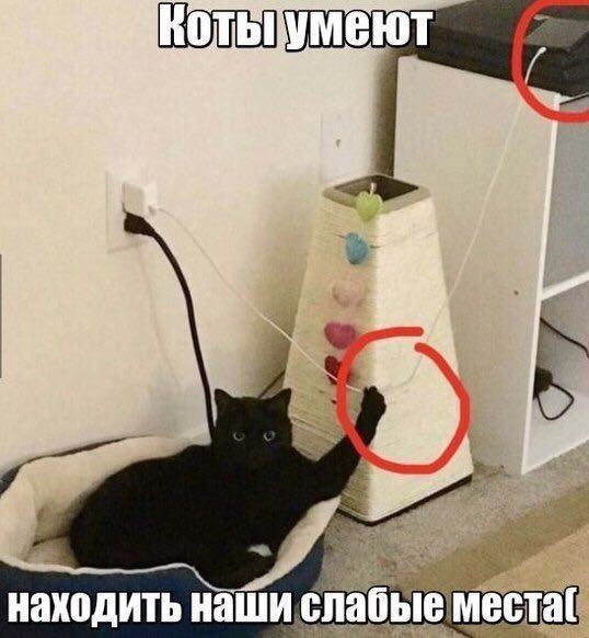 Мемы про котов