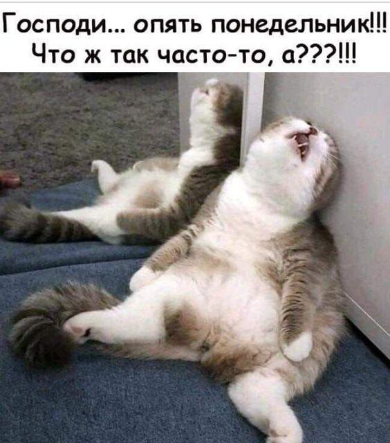 Мемы с котами