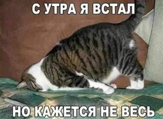 Мемы с котами