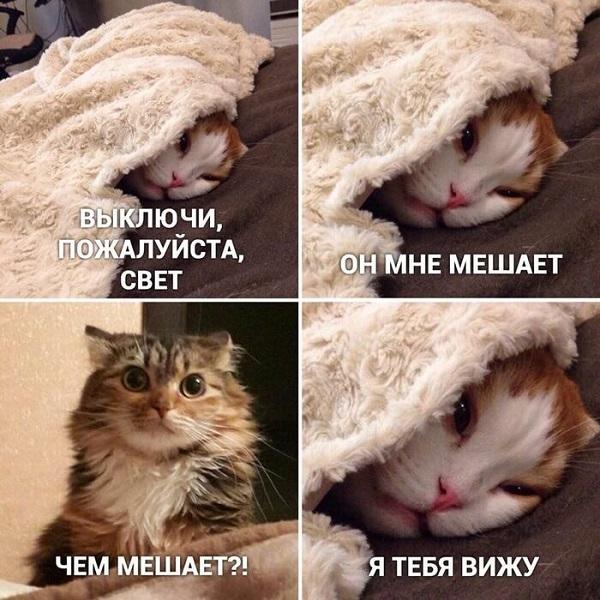 Мемы с котами