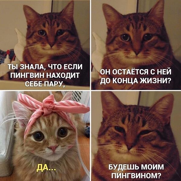 Мемы с котами