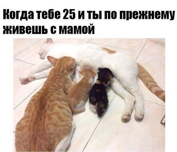 Мемы с котами