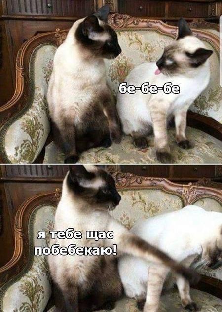 Мемы с котами