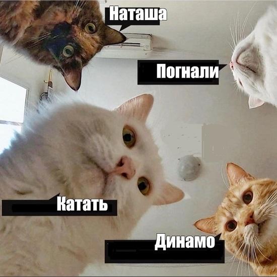 Мемы с котами