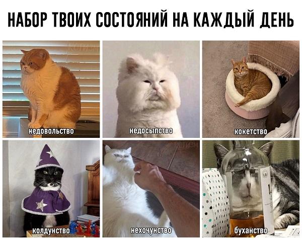 Мемы про котов