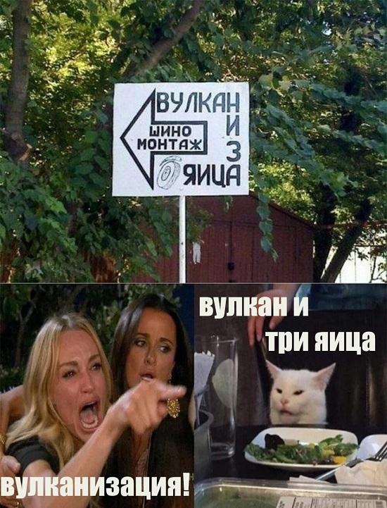 Мемы девушек с котом