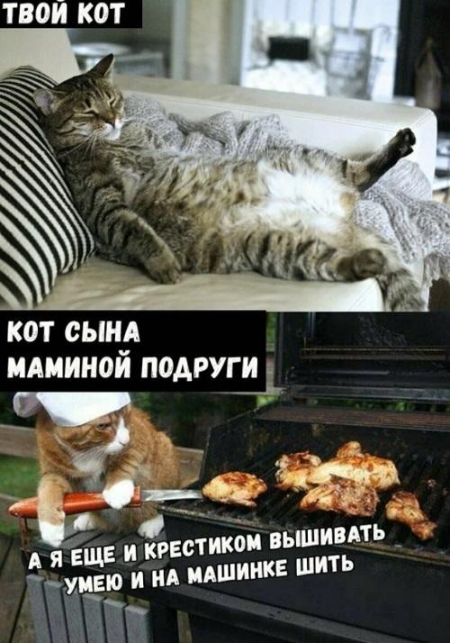 Мемы про котов