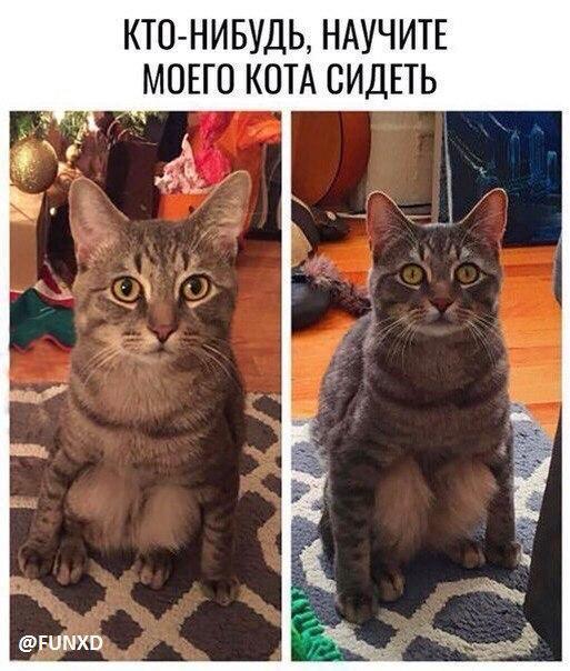 Мемы про котов