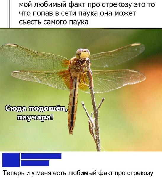 Смешные свежие мемы