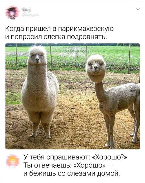 смешное про животных