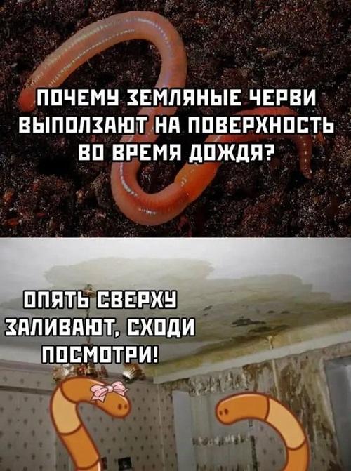 Свежие смешные мемы вторника