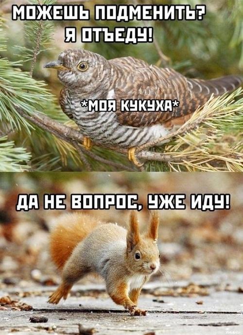 Свежие смешные мемы вторника