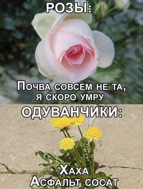 Свежие самые смешные мемы понедельника