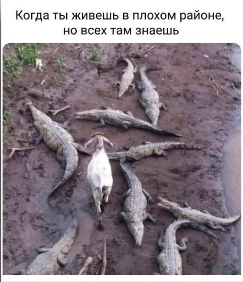 Свежие прикольные мемы вторника