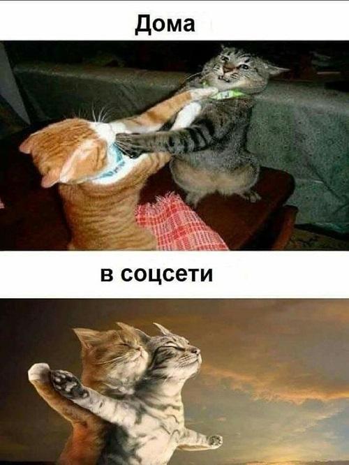 смешно про кошек