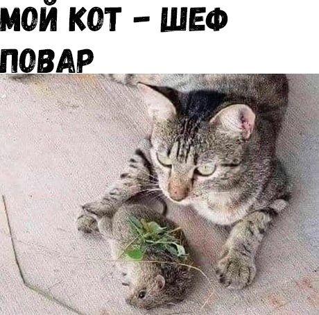 Свежие лучшие мемы вторника