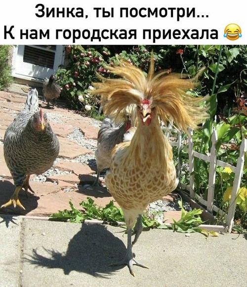 Свежие классные мемы понедельника