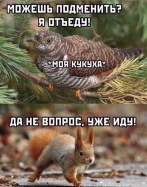 Свежие классные мемы четверга