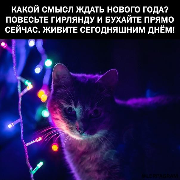 Новые мемы четверга