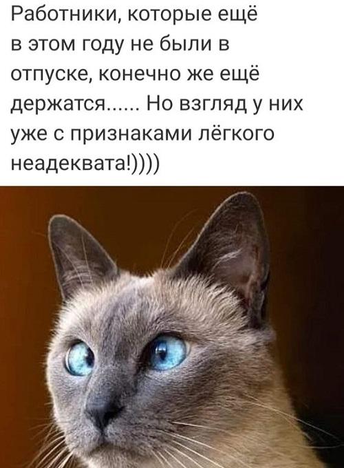 Новые смешные до слез мемы среды