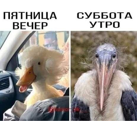 Новые очень смешные мемы пятницы