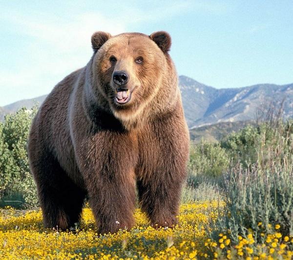 Подробнее о статье Прикольные статусы про медведей