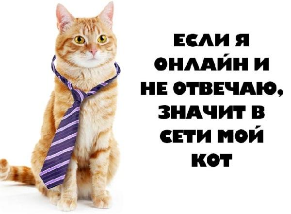 Read more about the article Статусы про котов и кошек