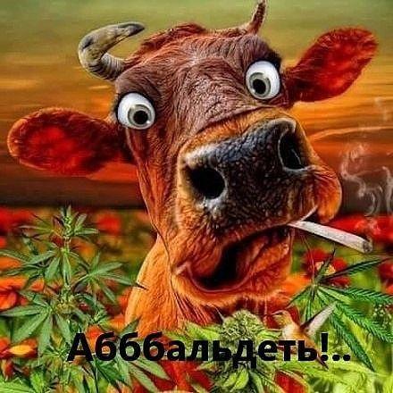 Новые ржачные до слез мемы понедельника