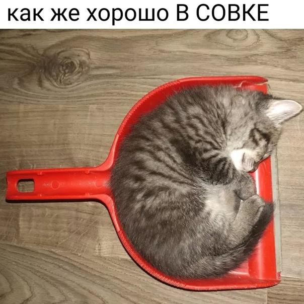 Новые забавные мемы среды