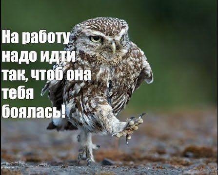 Подробнее о статье Новые смешные картинки с надписями понедельника