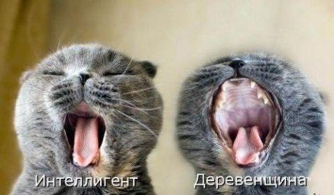 Смешные мемы (суббота)