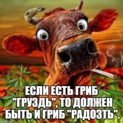 Забавные мемы (среда)