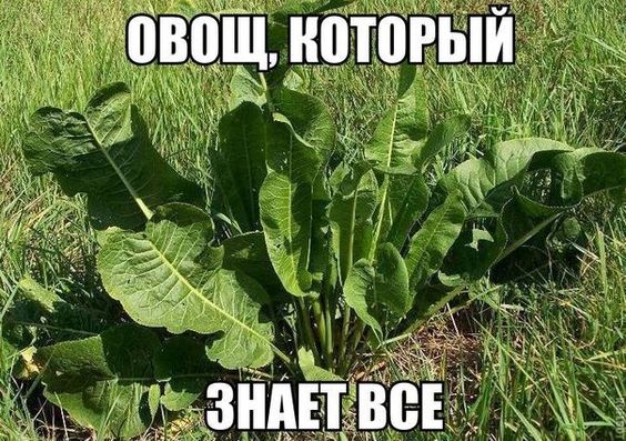 Улетные мемы (четверг)