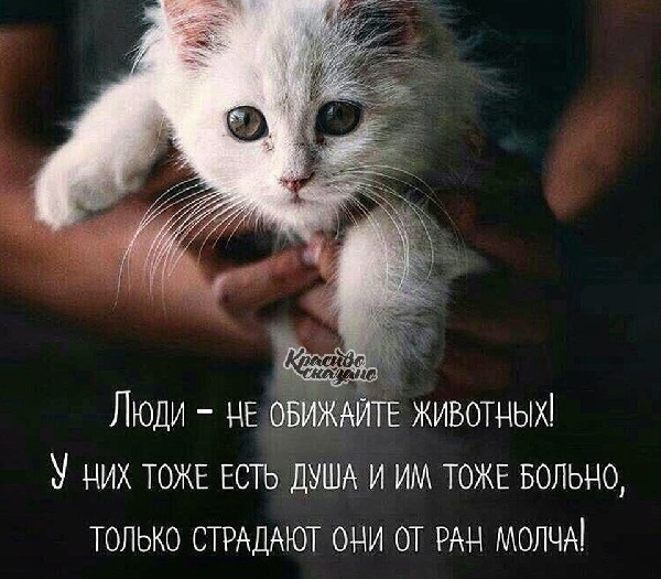 Умные цитаты на картинках