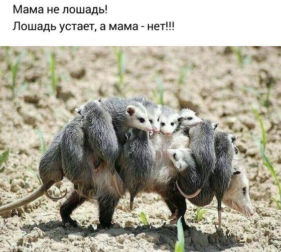 Очень смешные свежие мемы (пятница)