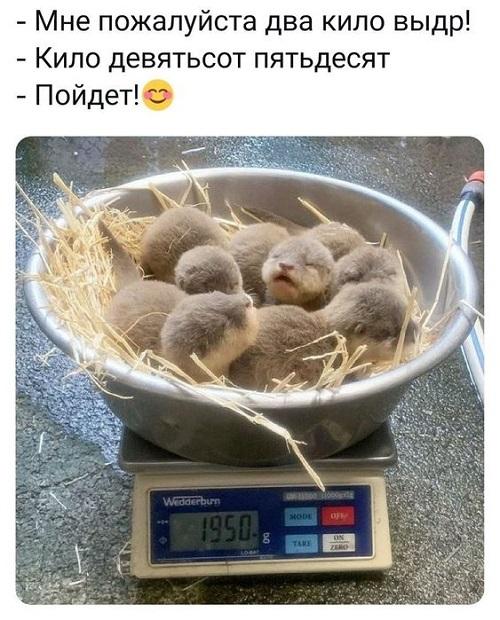 Ржачные свежие мемы (среда)