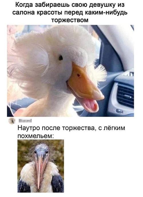 Свежие мемы сегодняшнего дня (среда)