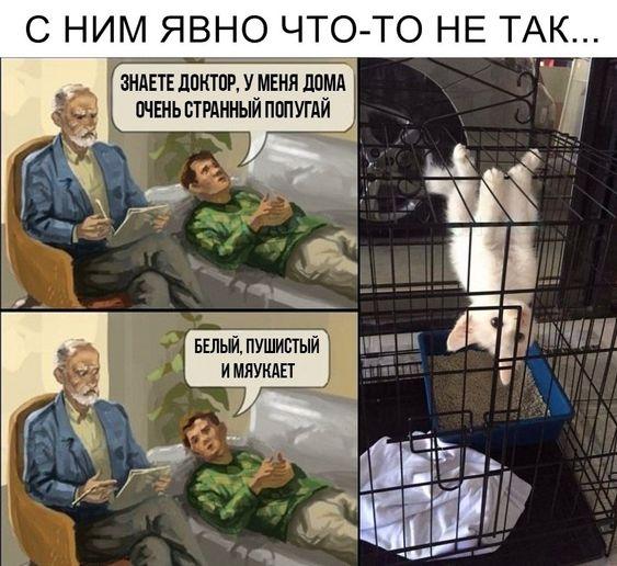 Самые смешные до слез картинки