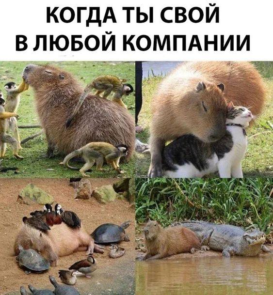 Смешные до слез убойные картинки