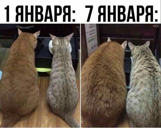 Прикольные картинки про январь