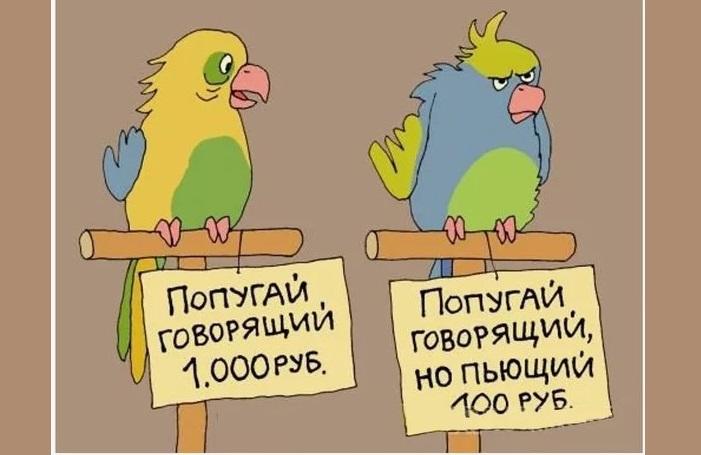 Новые анекдоты про попугаев
