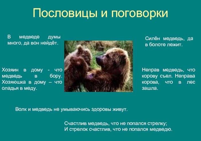 Подробнее о статье Пословицы про медведя и других животных